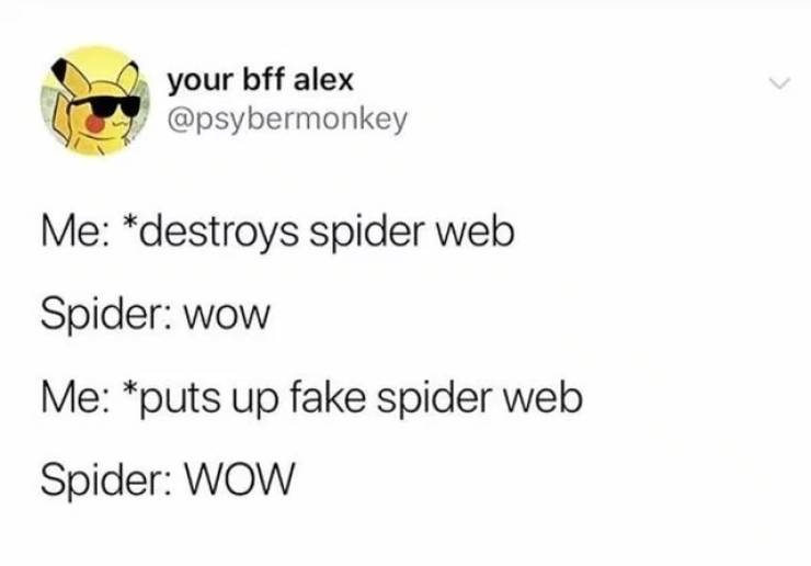 Can Spiders Really Be Bros?