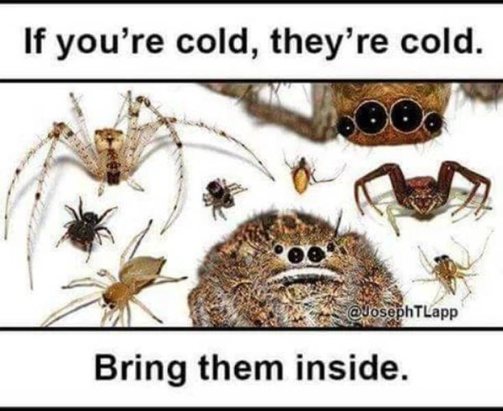 Can Spiders Really Be Bros?