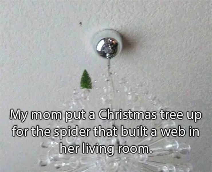 Can Spiders Really Be Bros?