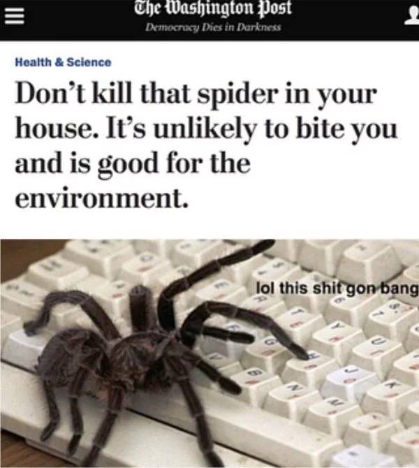 Can Spiders Really Be Bros?