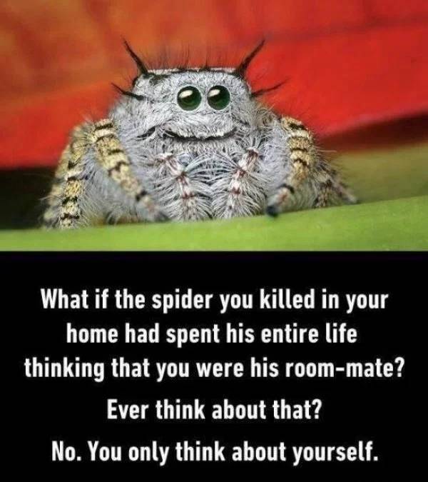 Can Spiders Really Be Bros?