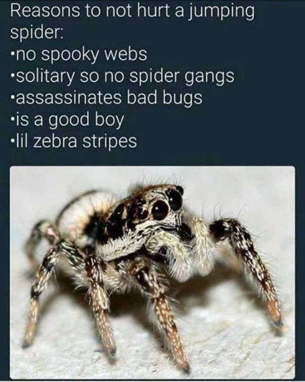 Can Spiders Really Be Bros?