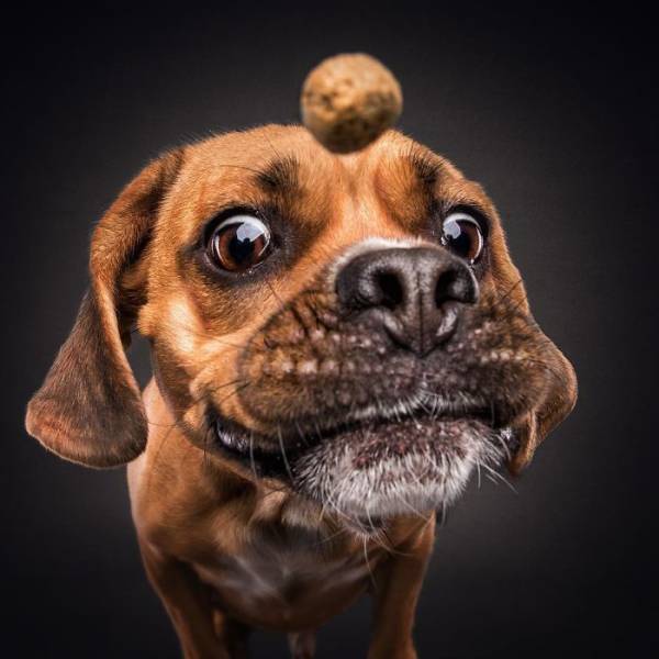 Photos Of Dogs Desperately Trying To Catch Their Treats In Mid-Air