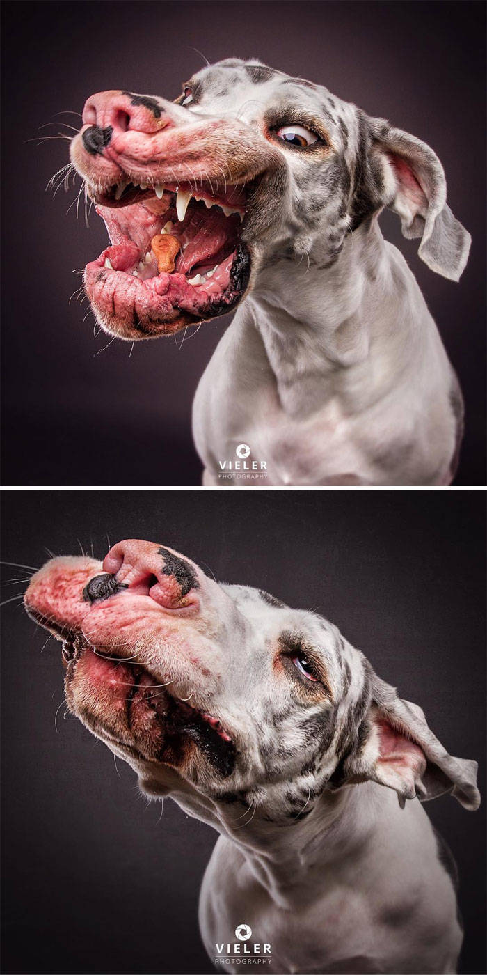 Photos Of Dogs Desperately Trying To Catch Their Treats In Mid-Air