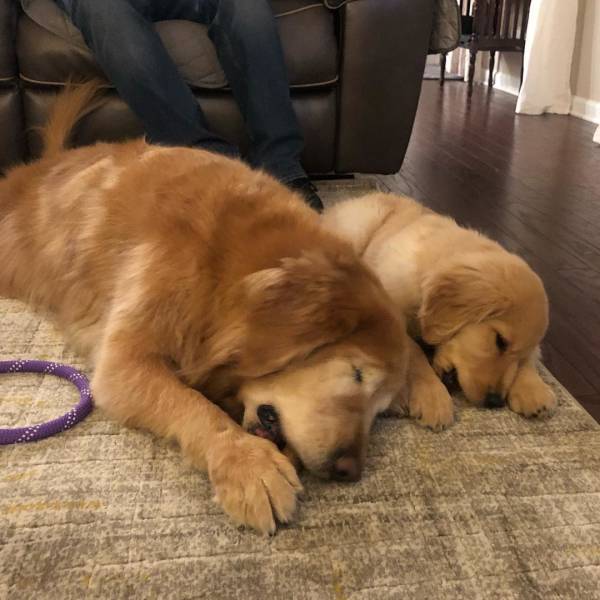 Seeing Dog Helps His Blind Friend, And It’s Incredibly Adorable!