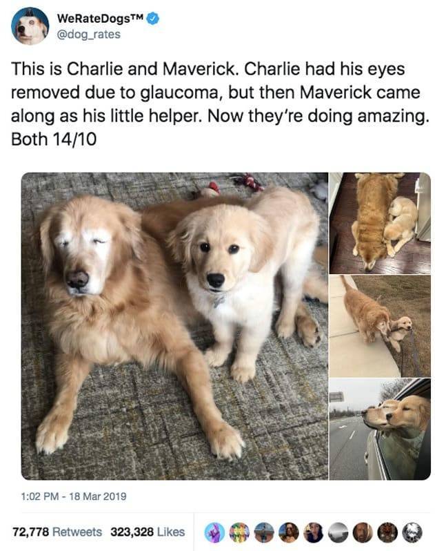 Seeing Dog Helps His Blind Friend, And It’s Incredibly Adorable!