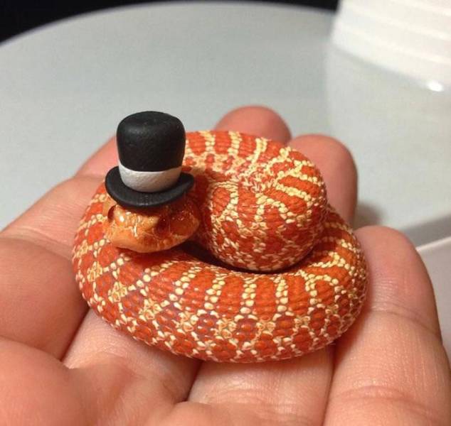 Morning Picdump
