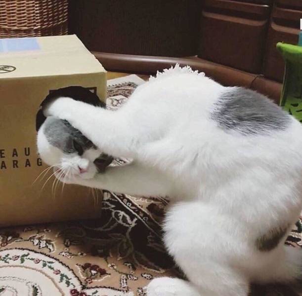 Morning Picdump