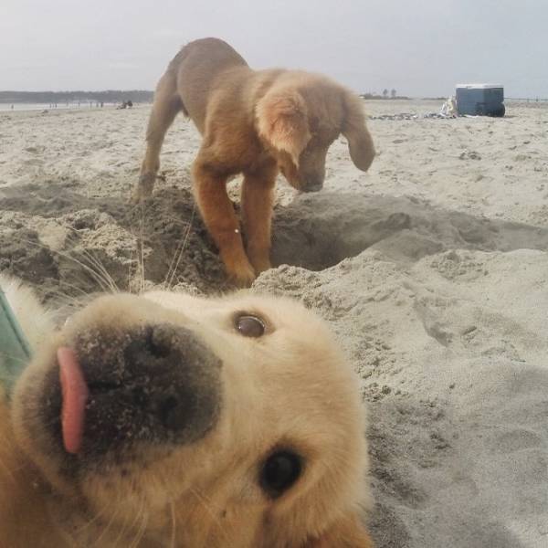 Photobombers Who Couldn’t Care Less About Your Perfect Photos