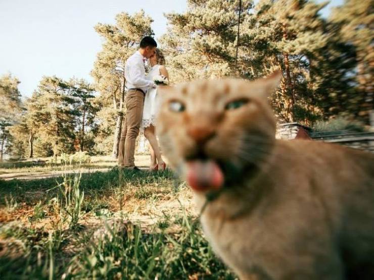 Photobombers Who Couldn’t Care Less About Your Perfect Photos