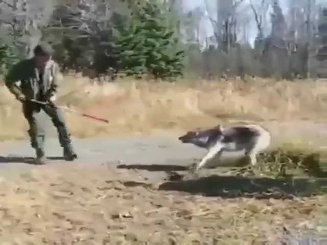 Saving Private Wolf