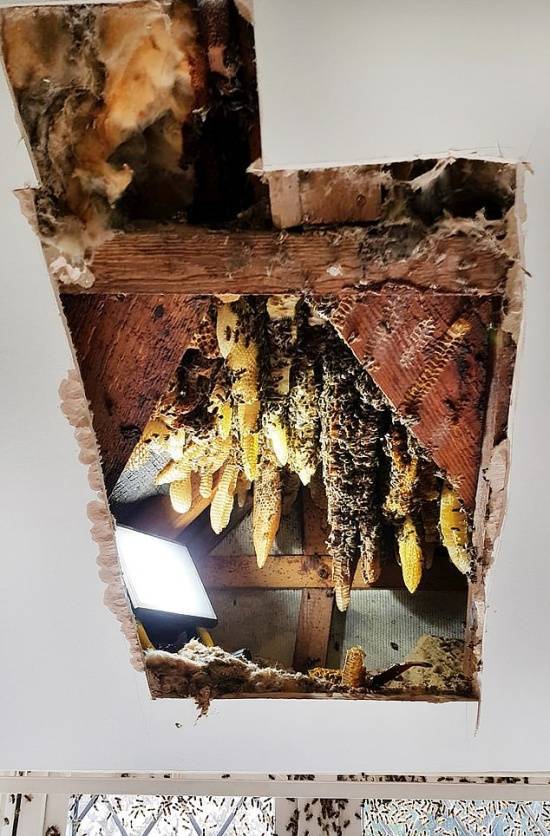 Bees Are The Real Owners Of This House