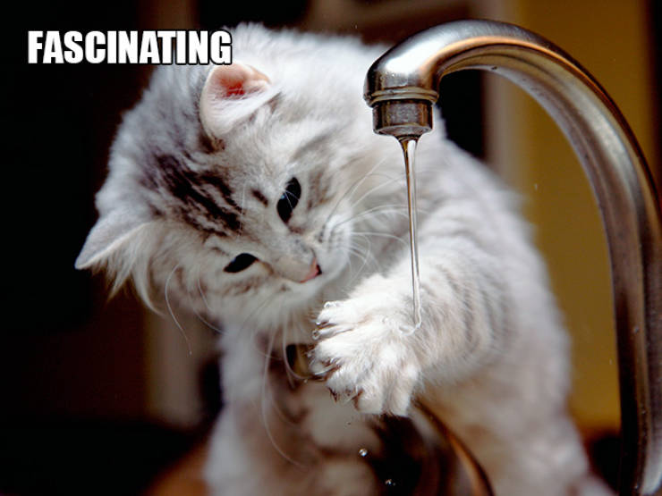 Cats Are Not The Best Scientists…