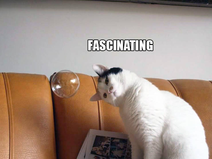 Cats Are Not The Best Scientists…