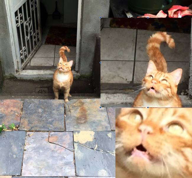 Cats Always Find Ways To Surprise Us