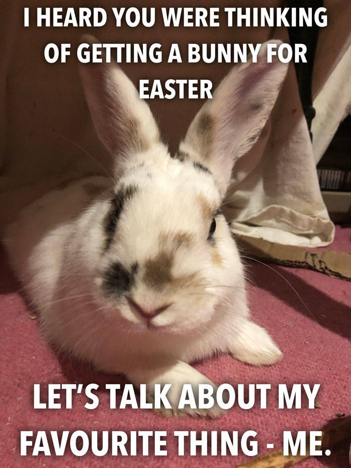 If You Want To Get A Bunny Before Easter – Don’t Do It