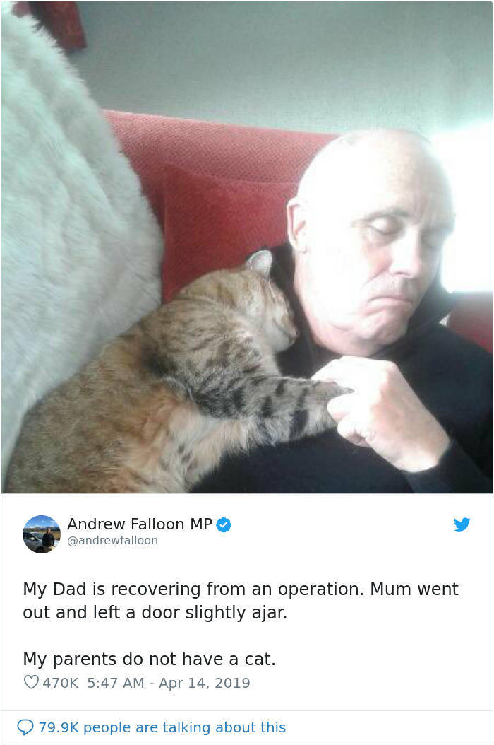 Cats Know When You Need Some Love Even Random Cats 24 Pics