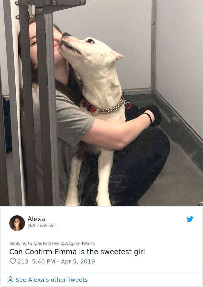 Patrick Stewart Adopts Yet Another Dog, And They Are Adorable Together