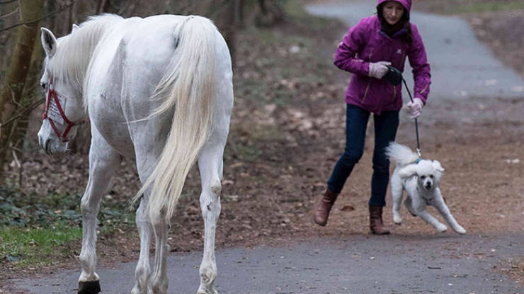 This Horse Is Completely Independent And Does What She Wants