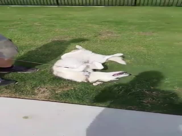 There Is Absolutely No Way This Husky Is Leaving The Park