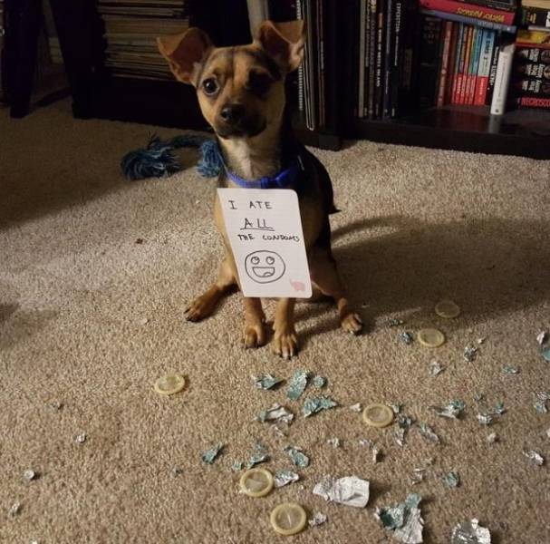 It’s Time For Some Merciless Pet Shaming!
