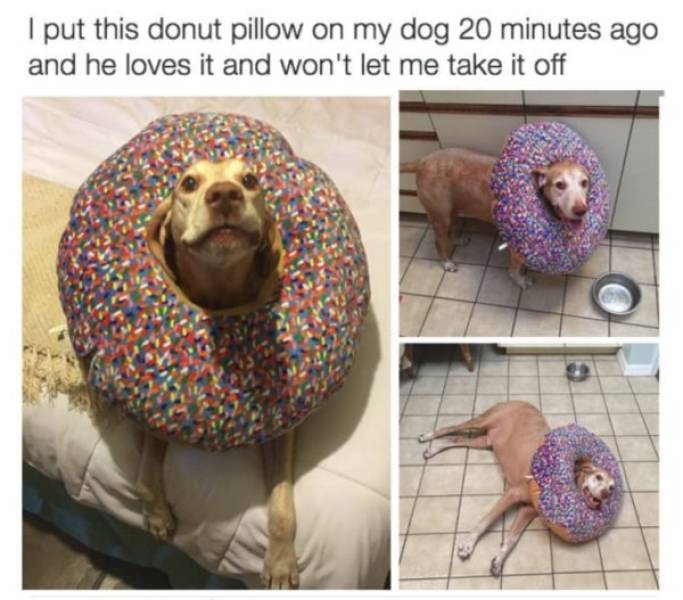 These Dog Memes Are Such A Treat!