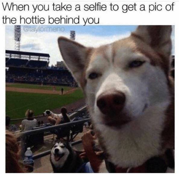 These Dog Memes Are Such A Treat!