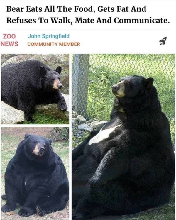 Bears Are Just Bigger Humans