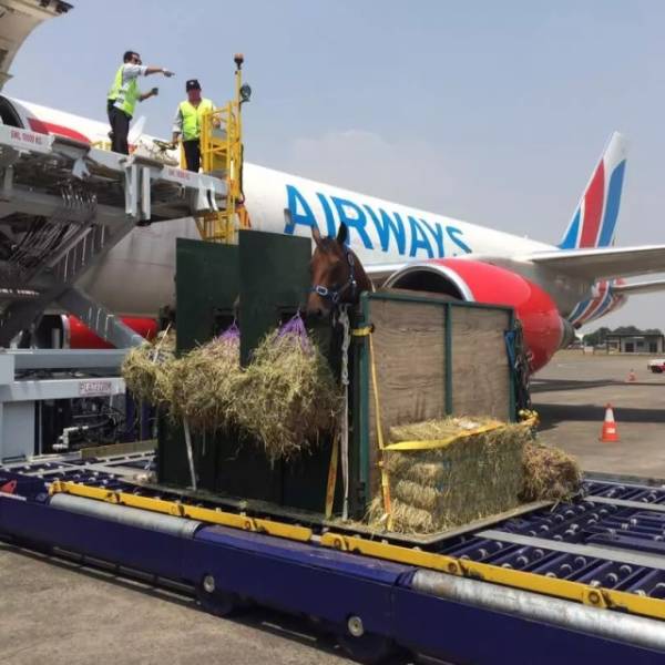 How Horses Are Transported Via Airplanes