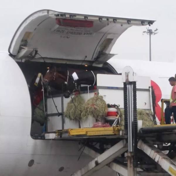 How Horses Are Transported Via Airplanes