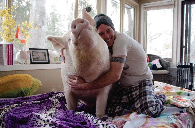 Two Guys Just Wanted To Get A Mini-Pig…