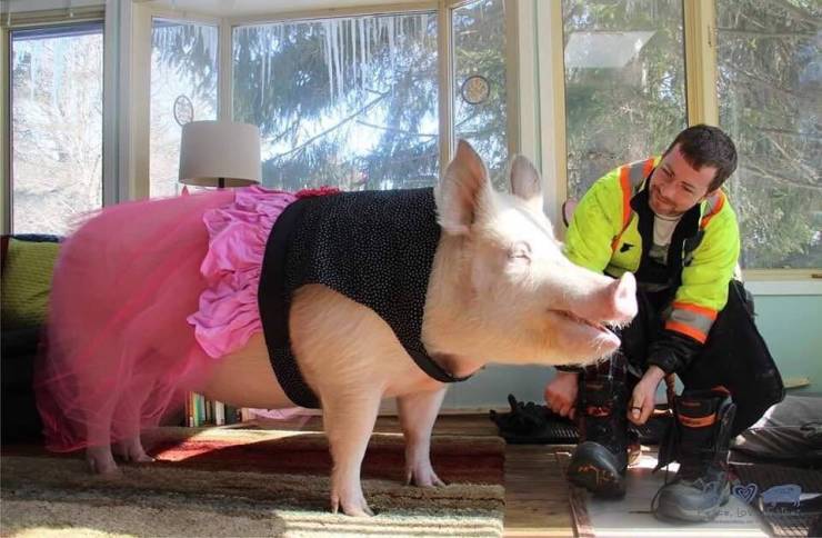 Two Guys Just Wanted To Get A Mini-Pig…