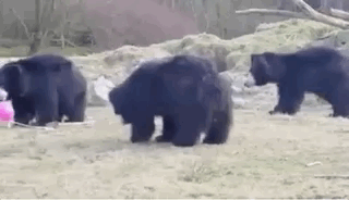 Bears Are Just Bigger Humans
