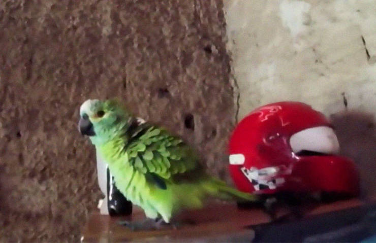Guard Parrot Tries To Warn His Owners About An Incoming Police Raid