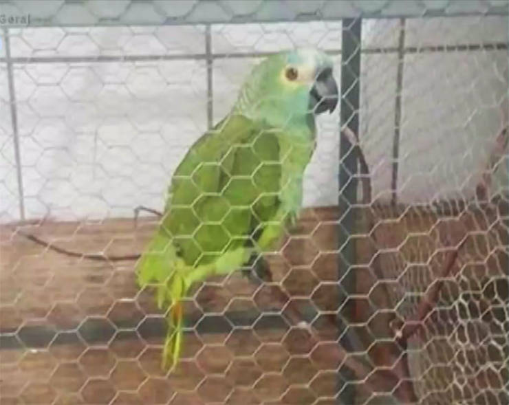 Guard Parrot Tries To Warn His Owners About An Incoming Police Raid