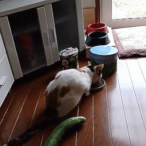 Cats Just Can’t React Normally…