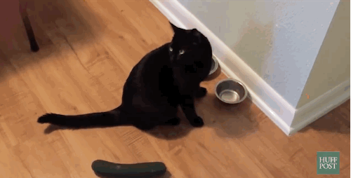 Cats Just Can’t React Normally…
