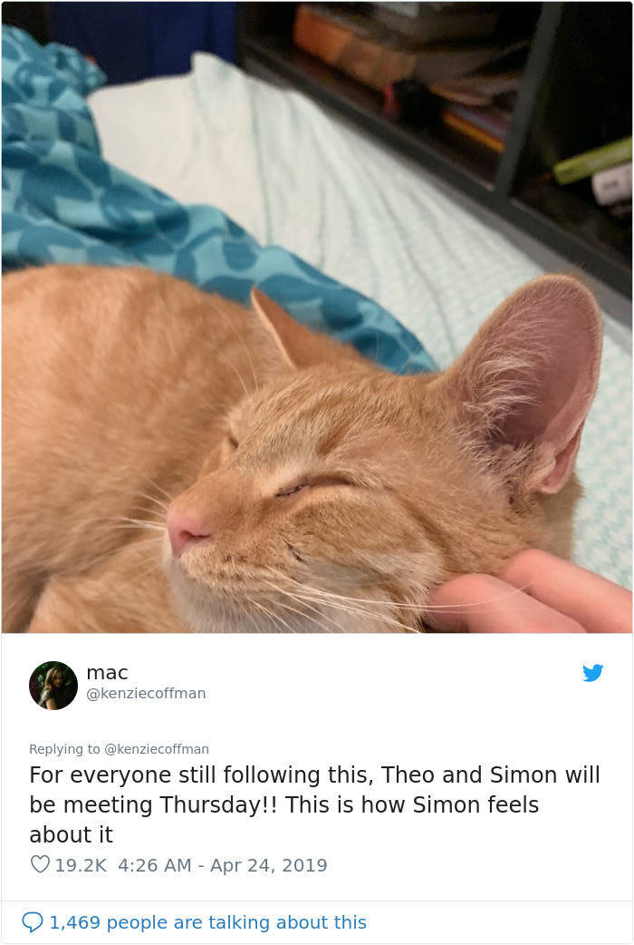 This Cat Friendship Story Is Better Than Any Hollywood Drama