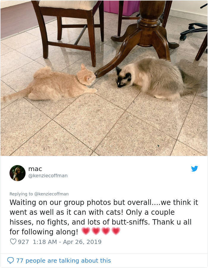 This Cat Friendship Story Is Better Than Any Hollywood Drama