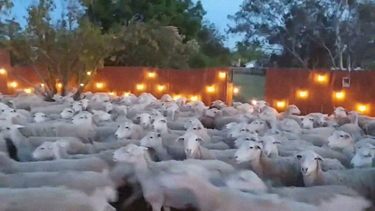 What A Nice Yard You Got There, Would Be A Shame If 200 Sheep Invaded It
