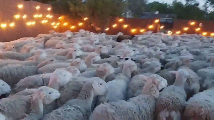 What A Nice Yard You Got There, Would Be A Shame If 200 Sheep Invaded It