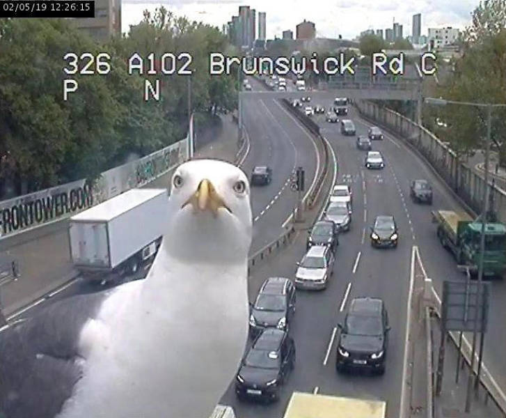 These Two Seagulls Keep Showing Up On The London Traffic Cam And Twitter Loves It