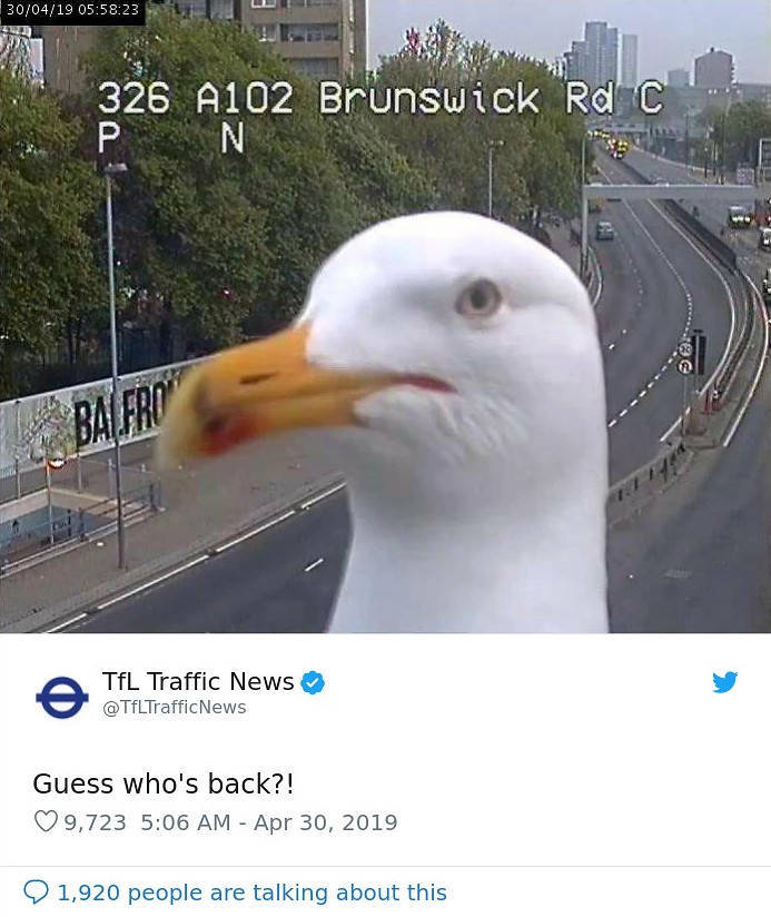 These Two Seagulls Keep Showing Up On The London Traffic Cam And Twitter Loves It