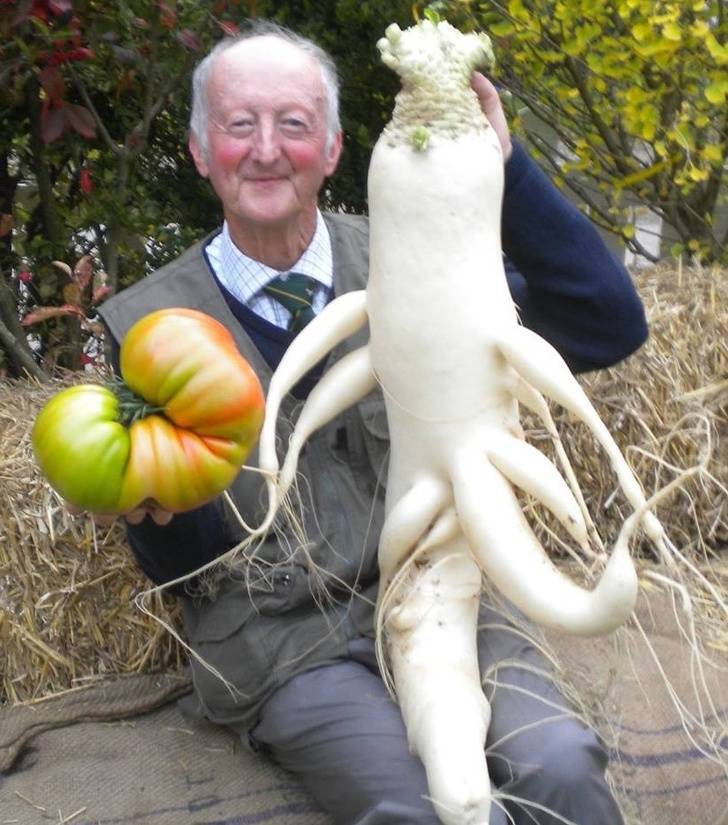 Gigantic Vegetables That Dwarf Everything Around