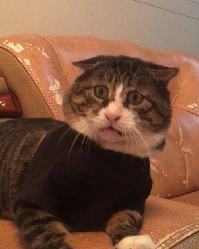 This Plump Cat Can Be A Hollywood Actor