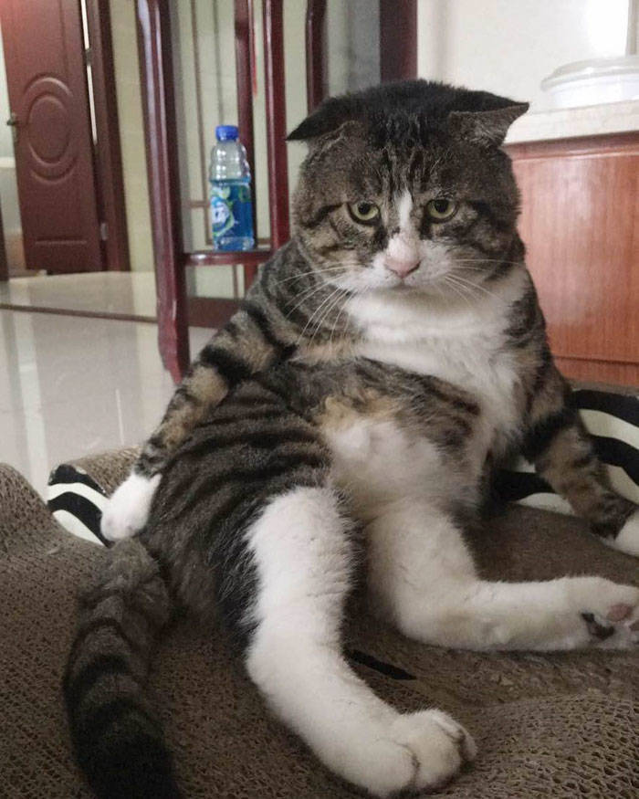 This Plump Cat Can Be A Hollywood Actor