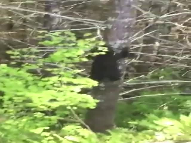 Tree Is Not The Best Hiding Place When Being Chased By A Bear