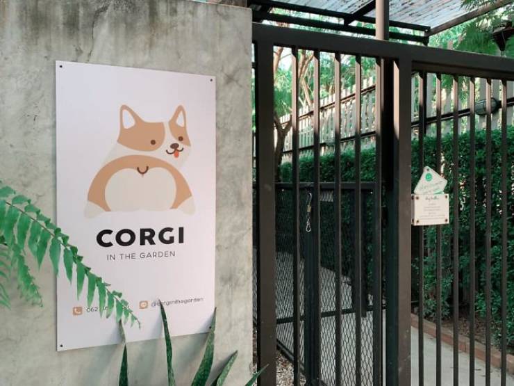 There Is A Corgi Café In Thailand, And You Really Need To Visit It