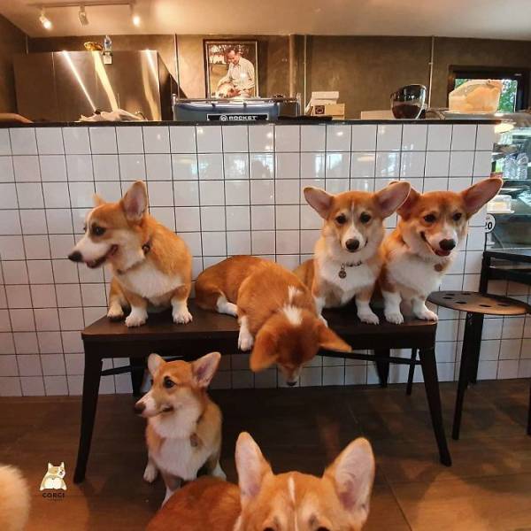There Is A Corgi Café In Thailand, And You Really Need To Visit It