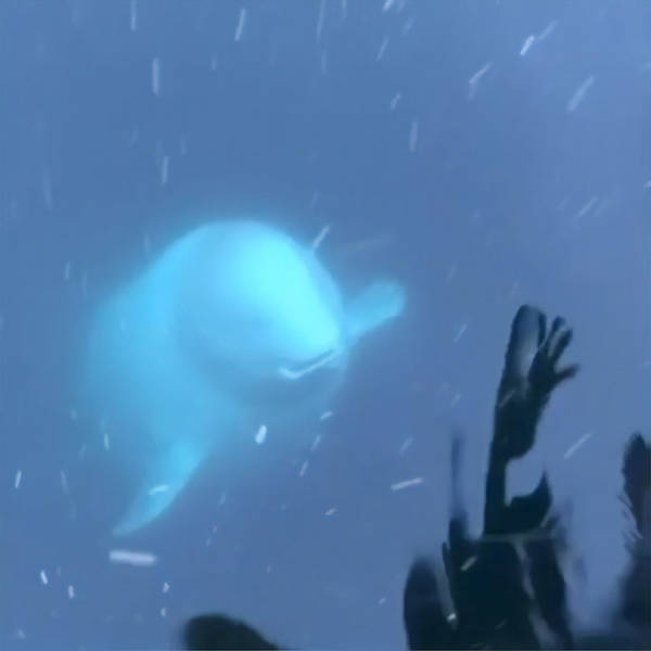 Extremely Friendly Beluga To The Rescue!